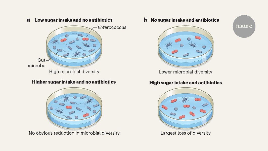 Sugar amplifies antibiotic disruption of gut microbes