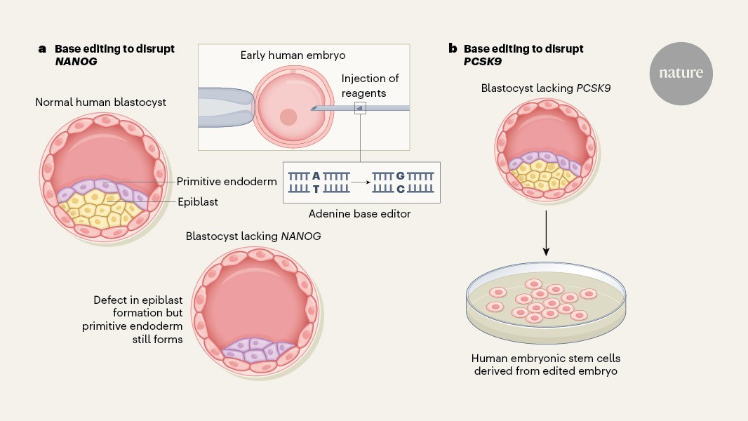 DNA-editing ‘pencils’ probe early human development
