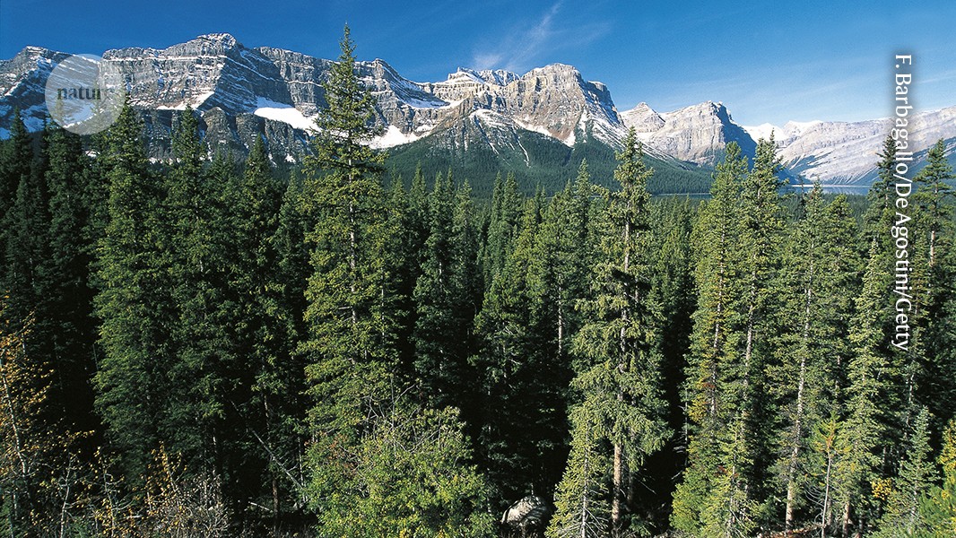 How is climate change affecting conifers and their ability to sequester carbon?