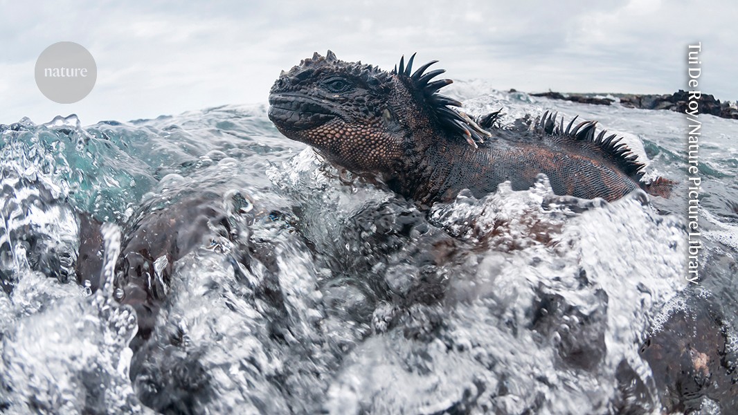 media.nature.com image