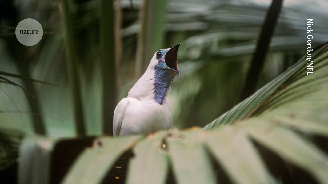 誰是聲音最大的鳥？裸喉 bellbird 爭奪冠軍