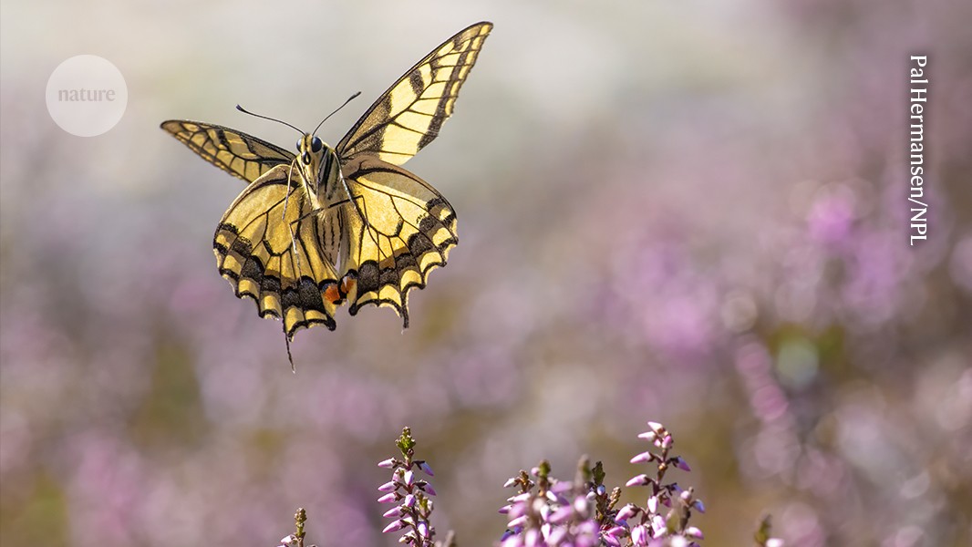 Butterfly wing patterns make motion hard to read