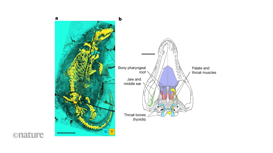 Early Mammal Ancestor Could Swim and Suckle