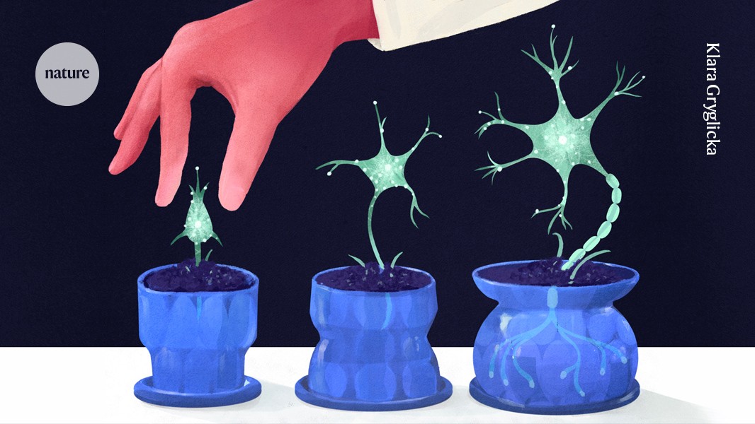 Can your brain grow new neurons? How researchers are solving a century-old puzzle