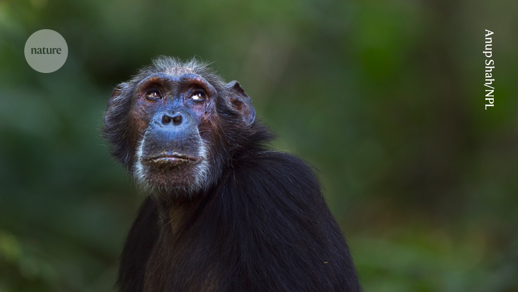 Chimp and gorilla brains resist weight loss with age — unlike human brains