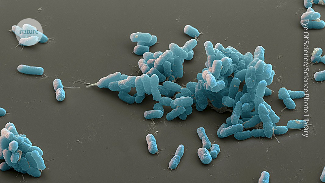 Plague scare: what scientists know — and what Russia won’t say