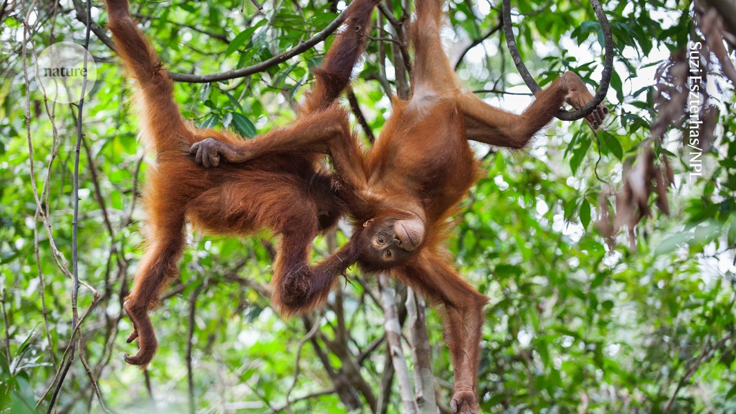 Orangutan mothers arrange play dates for their babies