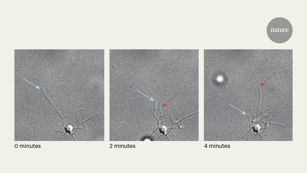 Glimpsing archaeal microbes on the move
