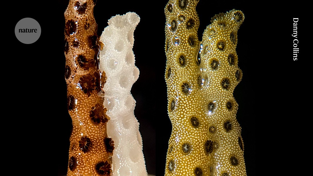 media.nature.com image