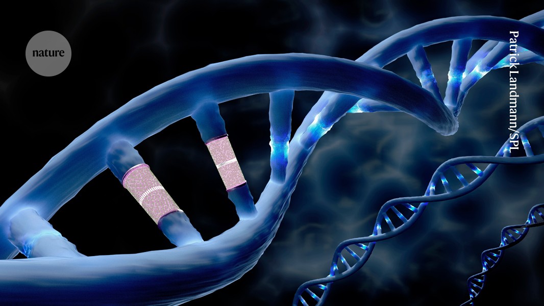 First prime editing CRISPR therapy used directly in human body