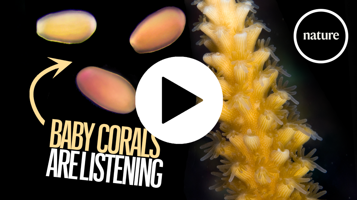 Can a 'lullaby' save coral reefs from extinction?