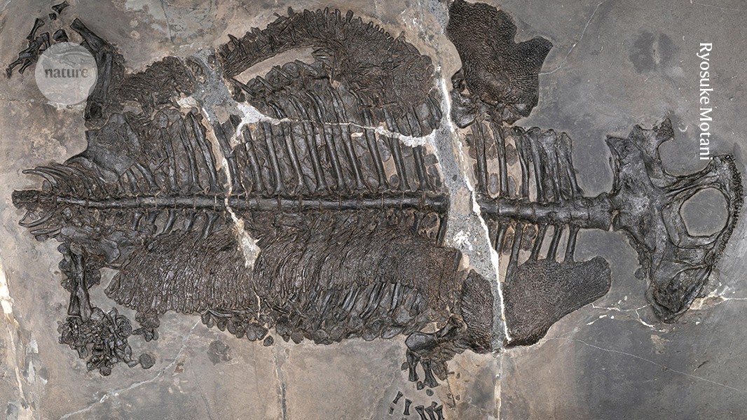Evolutionary 'game-changer': weird armoured amphibian lived in ancient seas
