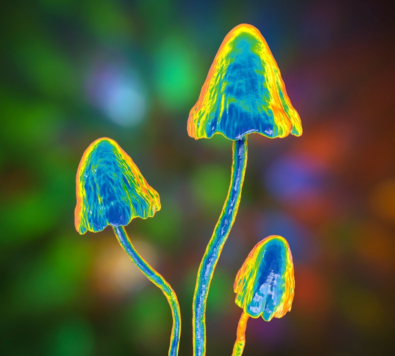 How psilocybin affects the brain