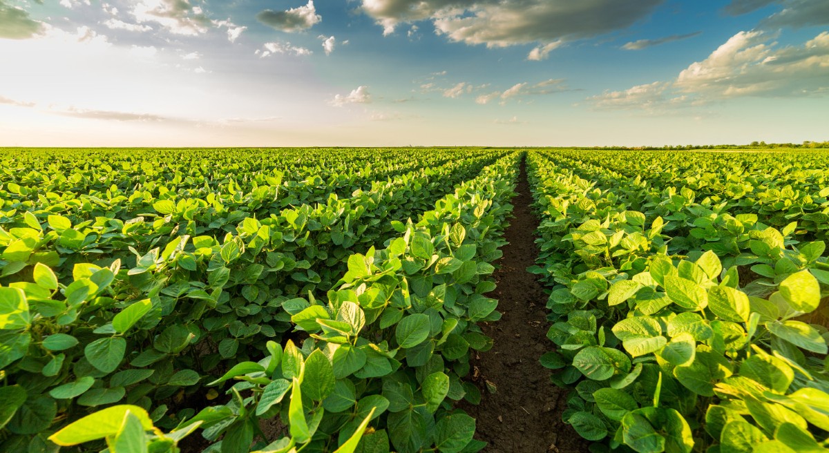 Soil microbes supercharge soybeans with less fertilizer