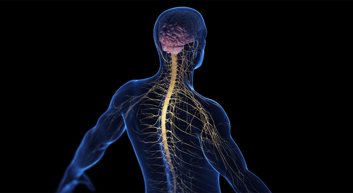 How the brain senses the body