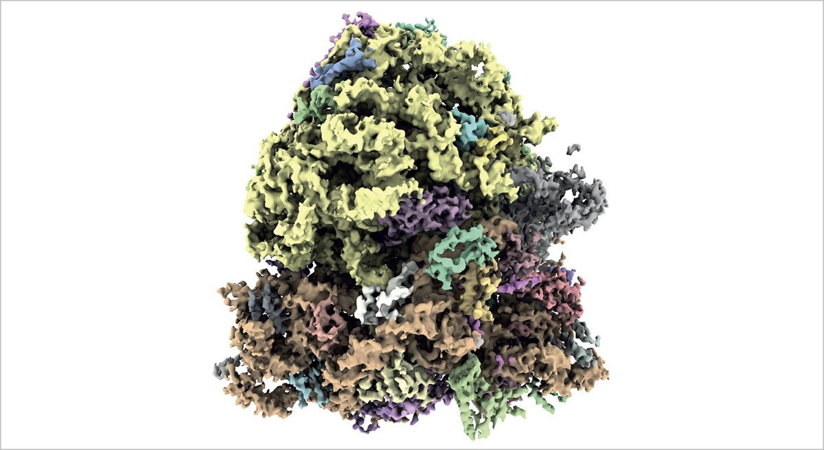 The powerful imaging technique revealing a hidden world of biological ...