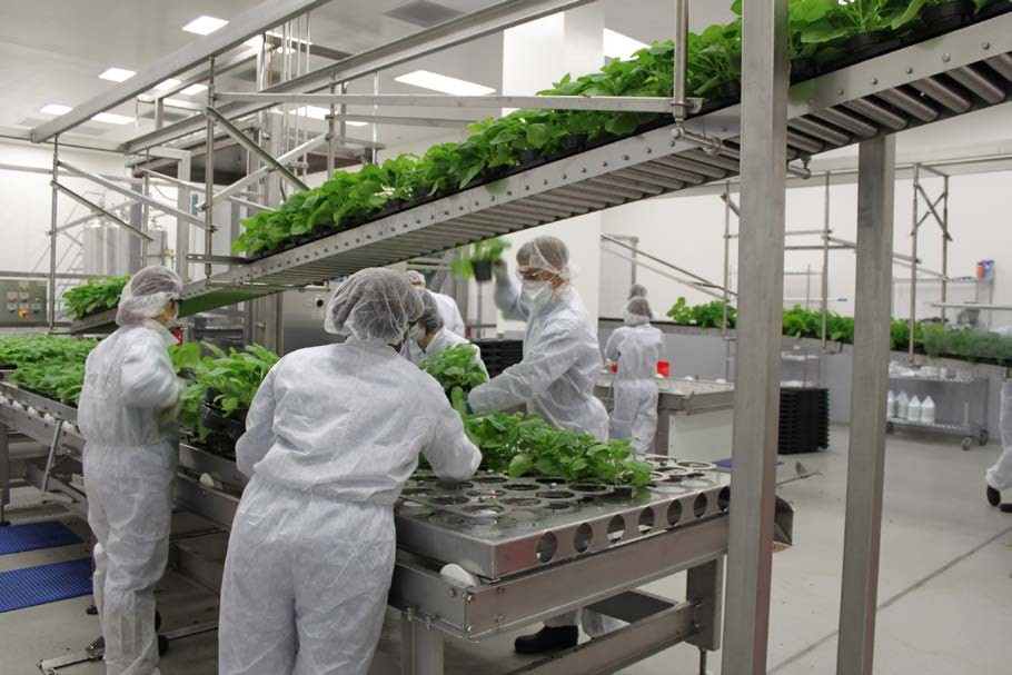 medicago tobacco Plant-derived vaccines medicago tobacco Plant-derived vaccines