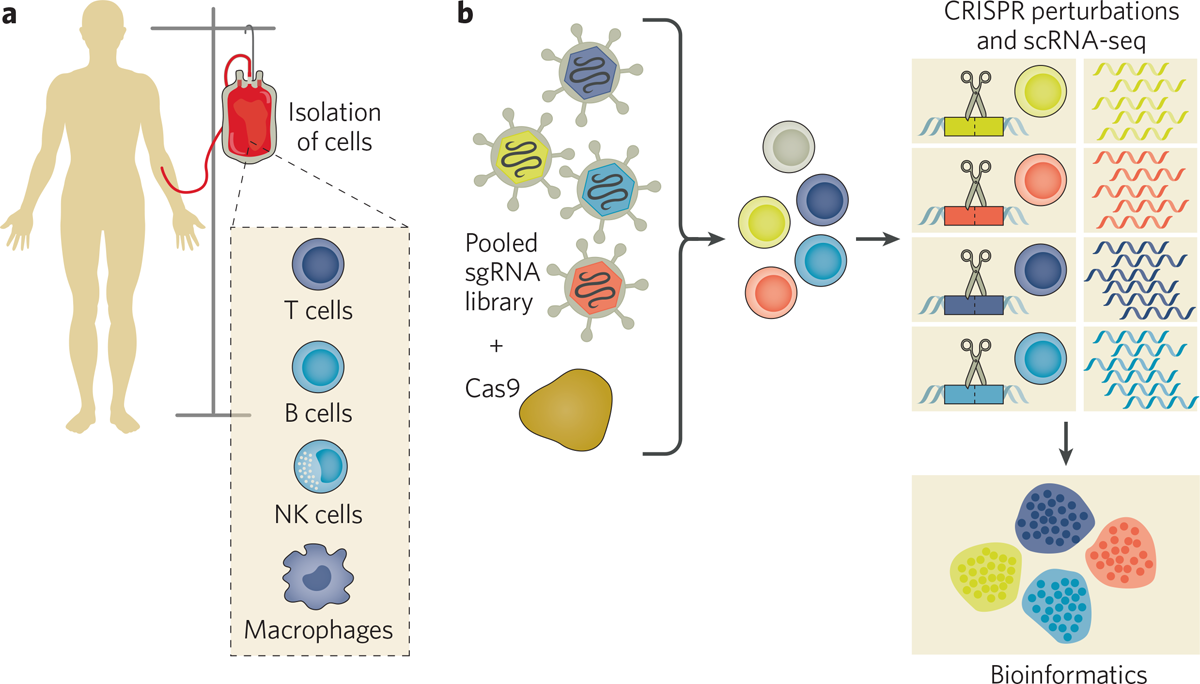 Functional genomics at single-cell resolution