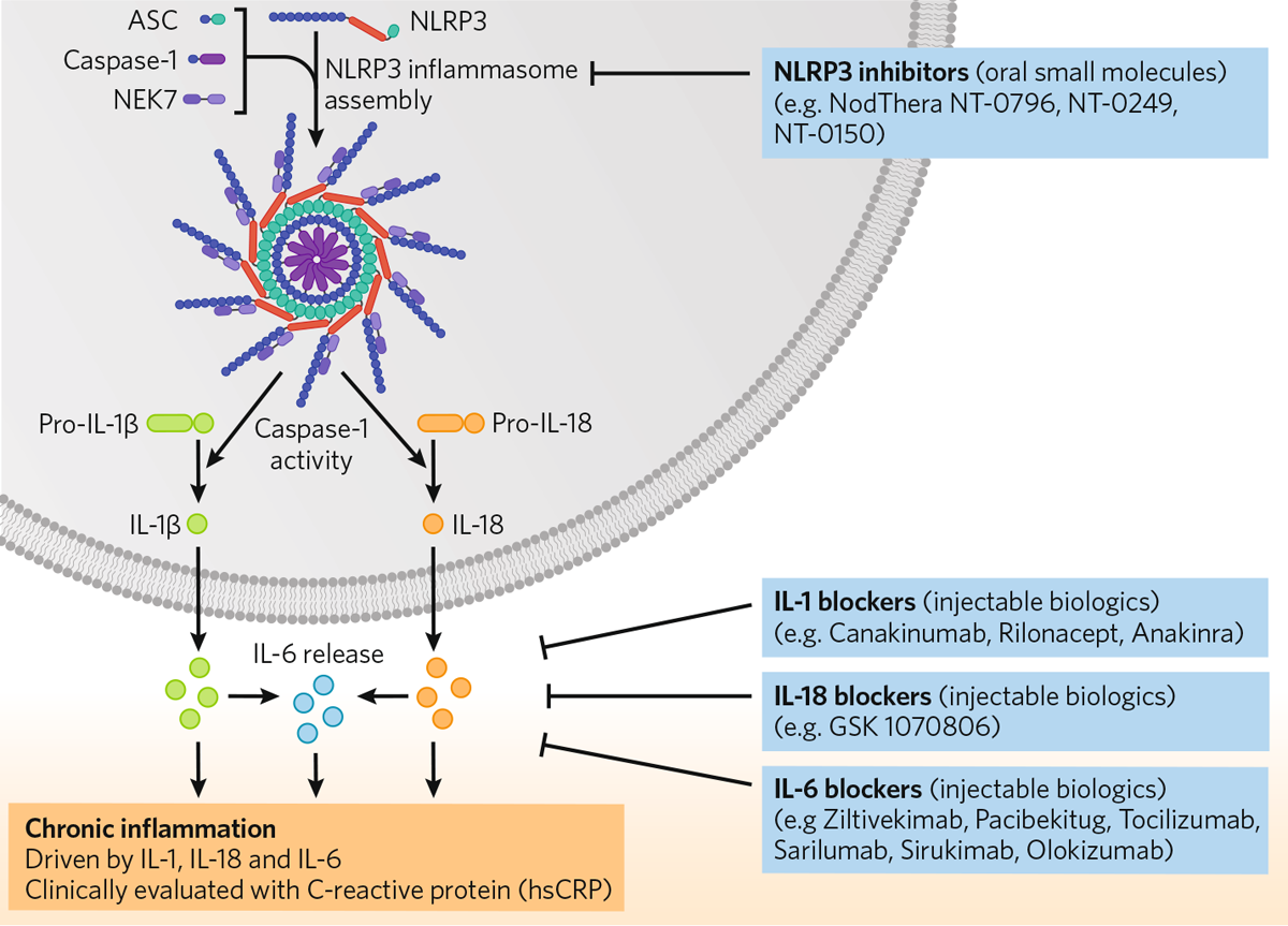 semaglutide inflammation reddit Quelling the fire within: inhibiting the NLRP3 inflammasome to treat chronic inflammation in multiple diseases