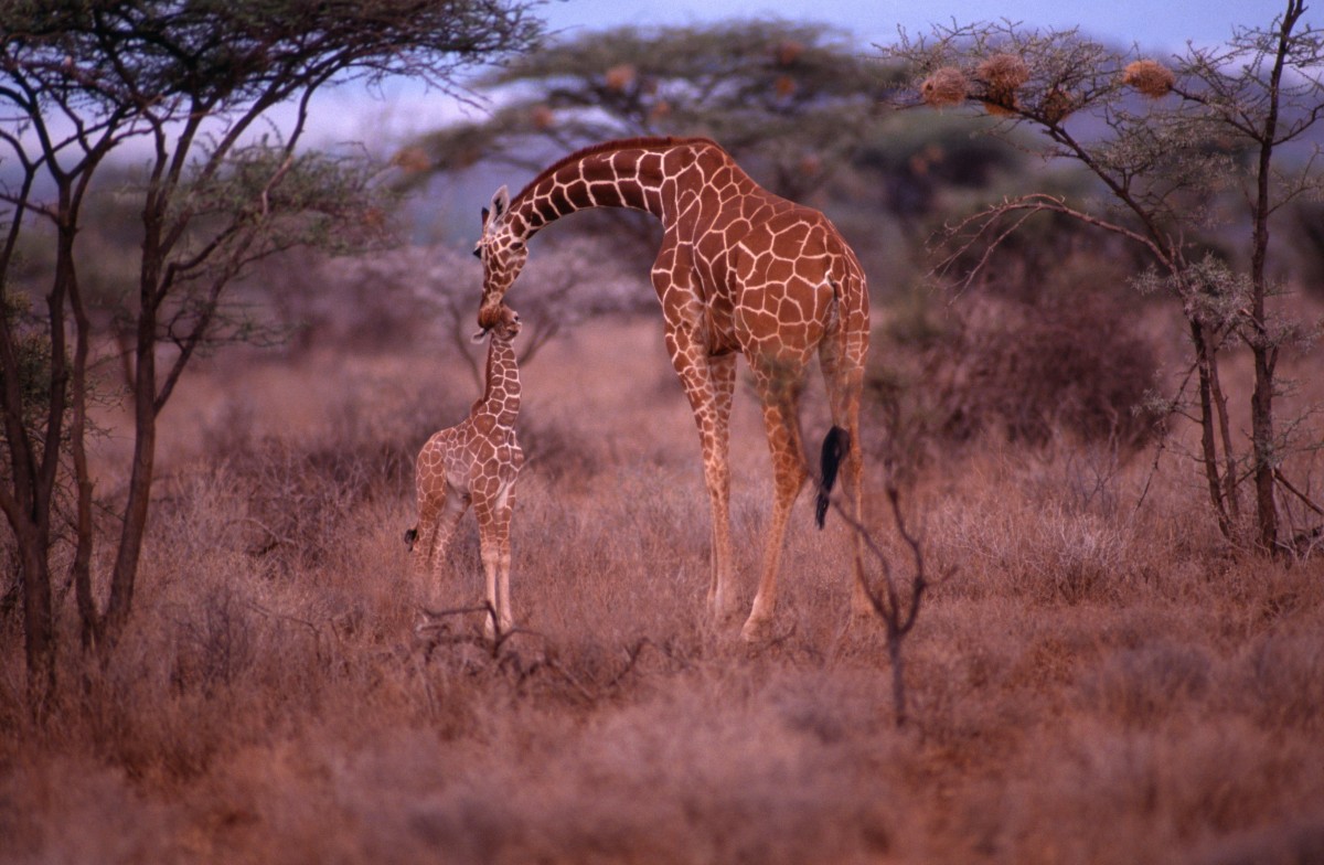 KLAUS BAAPANEMI Masai Giraffe 限定版 Separated by cliffs, the Masai giraffe is more endangered than