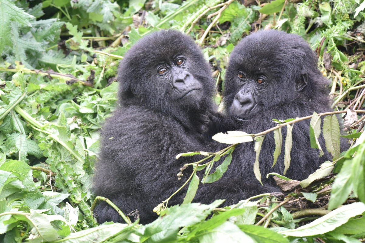 Not quite best friends forever, but female gorillas have girl pals