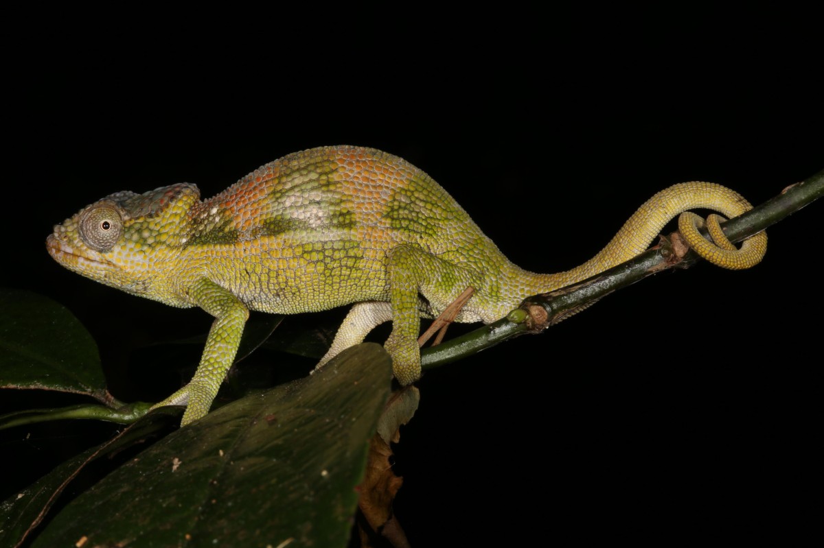 Four new chameleons discovered in Mozambique's mountain forests
