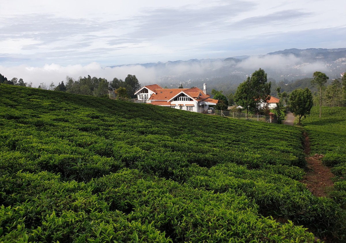 A snapshot of tree diversity in India