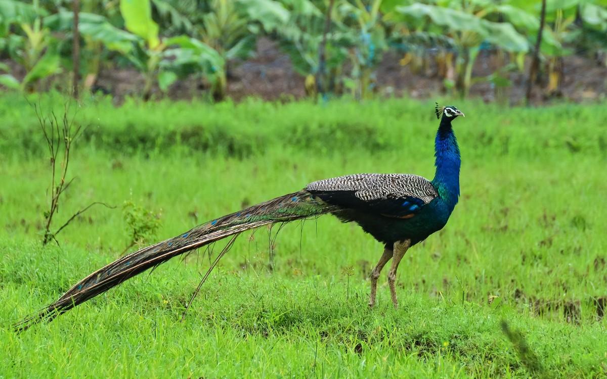 Gene expansion has given blue peafowls an evolutionary edge