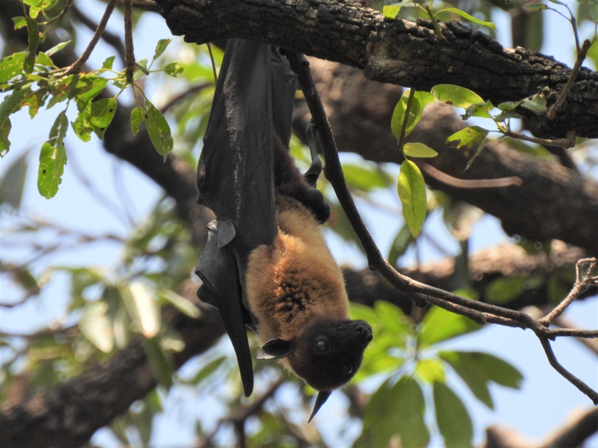 Monitoring fruit bat colonies could provide early warning for Nipah ...