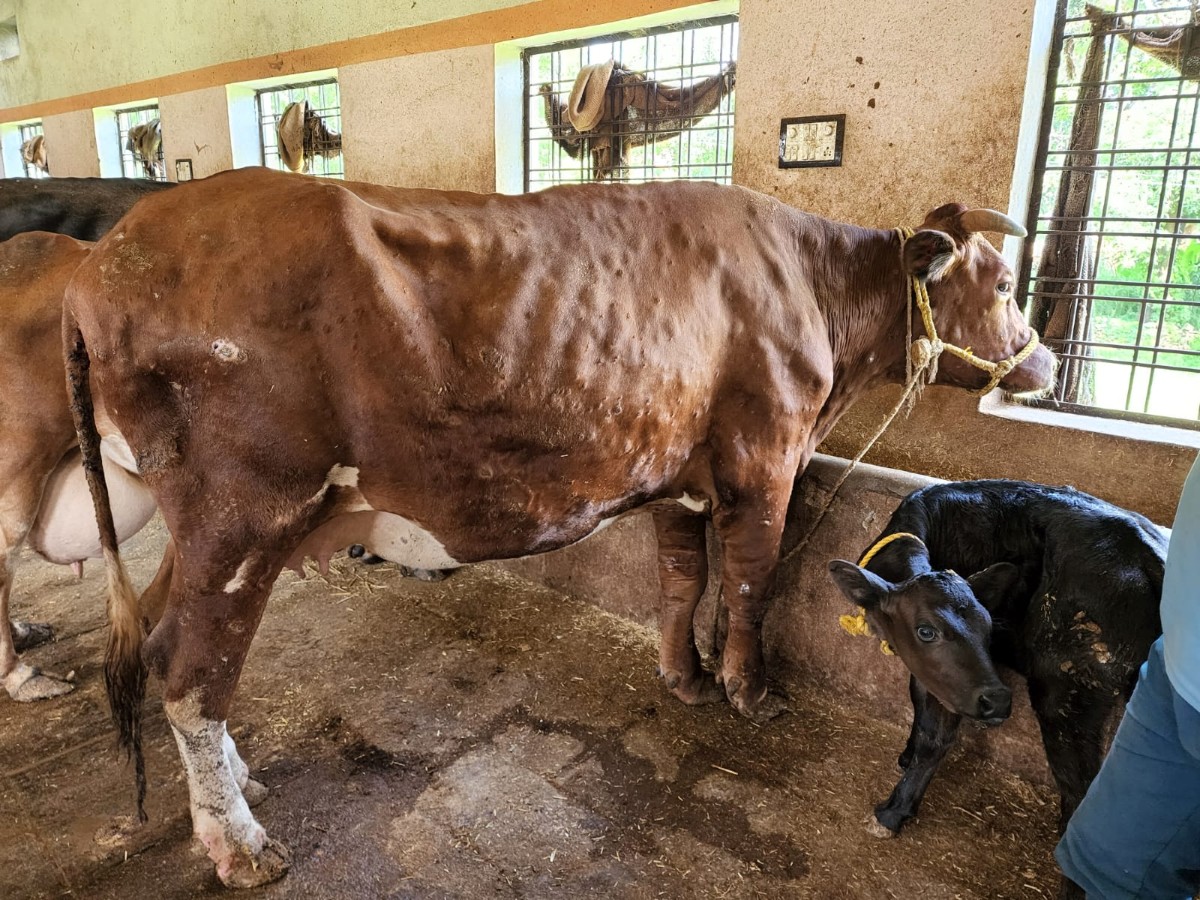 Gene clue to lumpy skin disease in Indian cattle