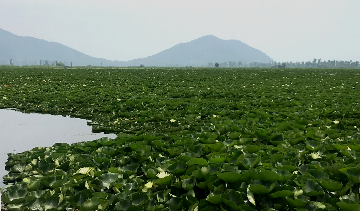 Episode 42: Biolore: India's most aggressive botanical invaders