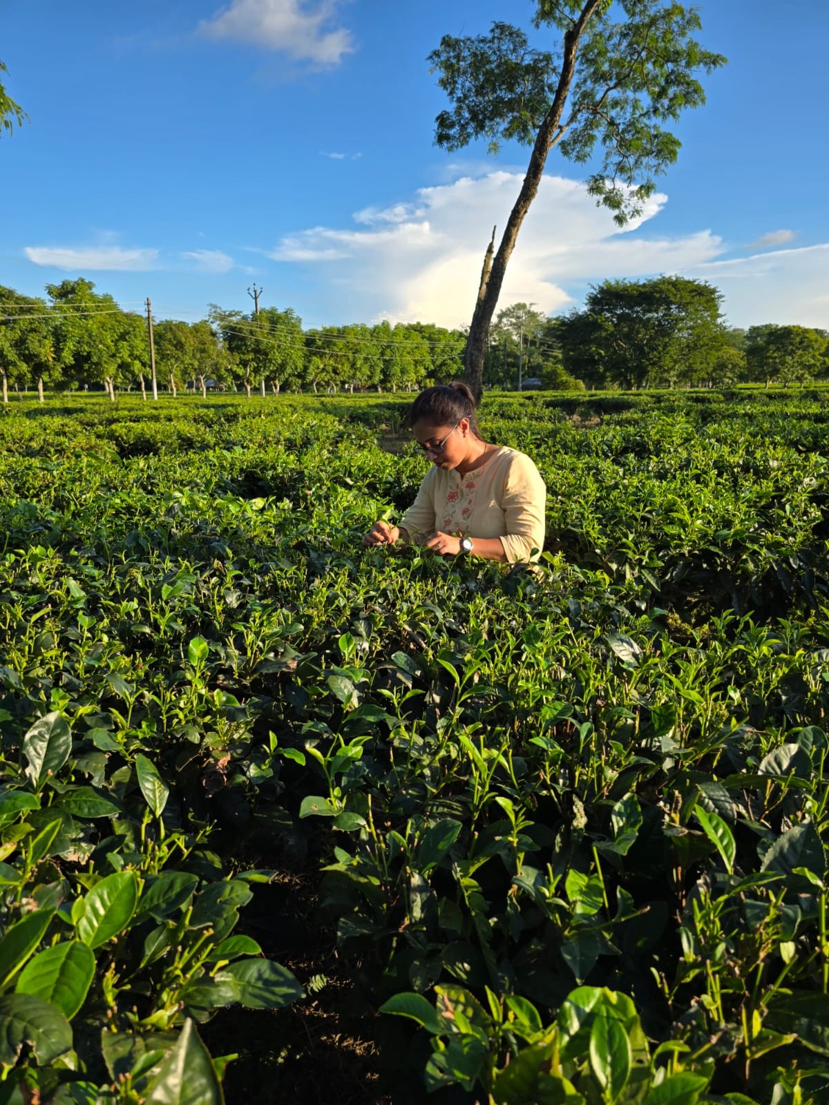 Measuring the benefits of Assam tea blossoms