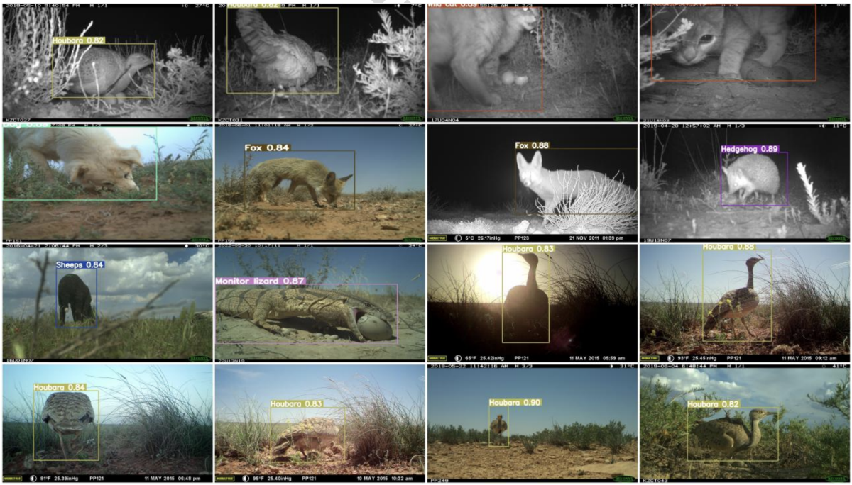 Turning camera traps into conservation tools