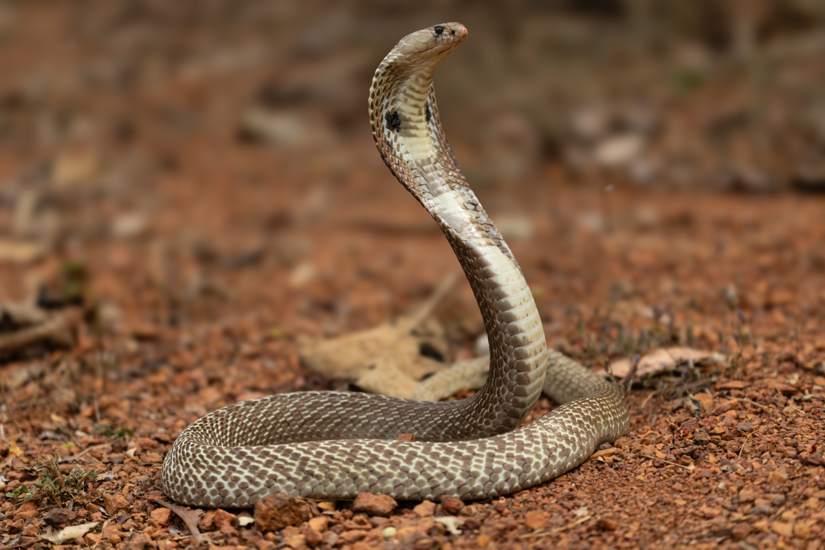This chemical cocktail neutralizes some of India’s deadliest snake venoms