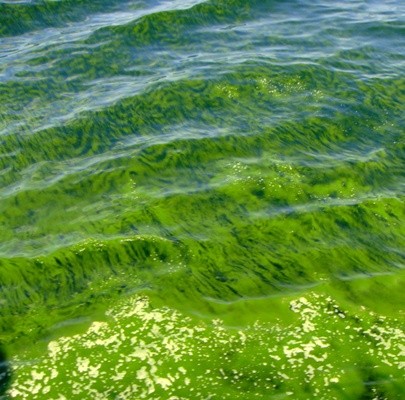 Low oxygen triggers massive bloom outbreak in Arabian Sea