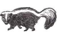 Image: skunk
