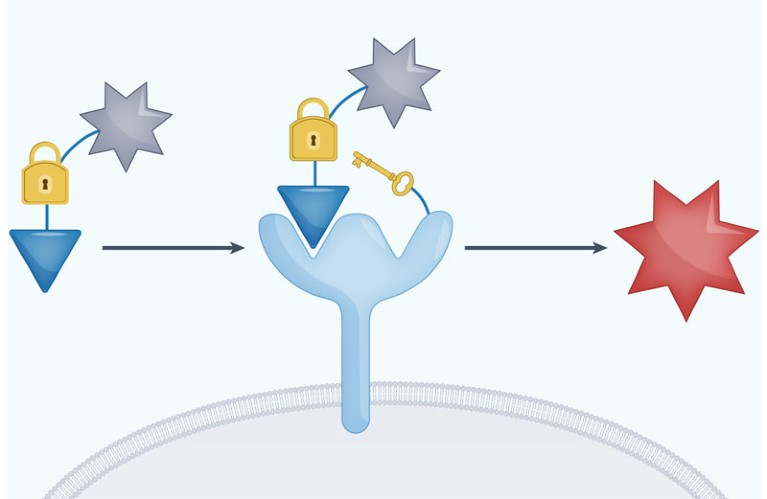 Drug conjugate allows cell surface payload release | Nature Reviews ...