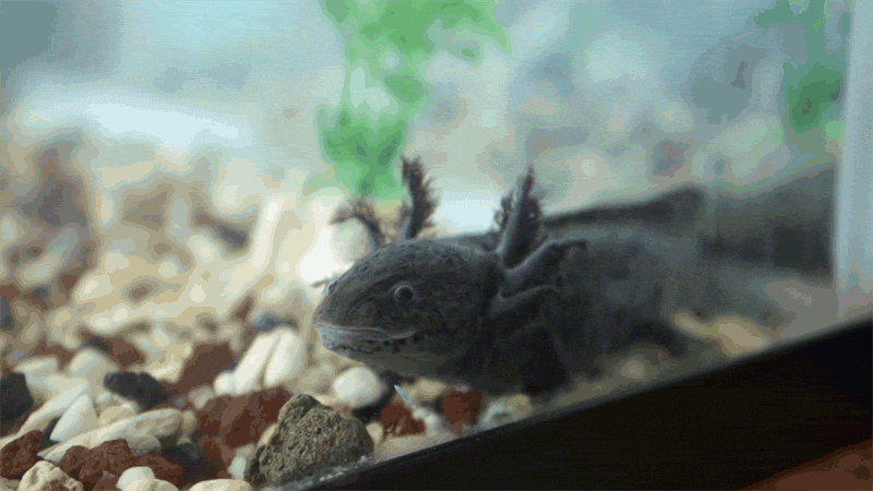 An Axolotl breathing underwater