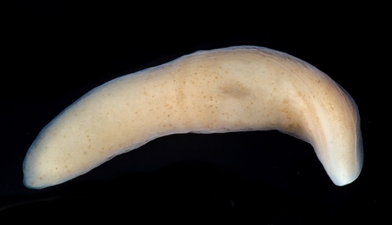 Tiny sea creatures upend notion of how animals' nervous systems evolved