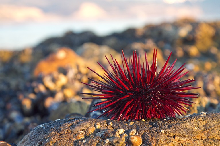 Red sea urchin on a rock at tide pools in Crystal Cove, California