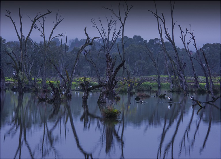 Murray river with trees and birds