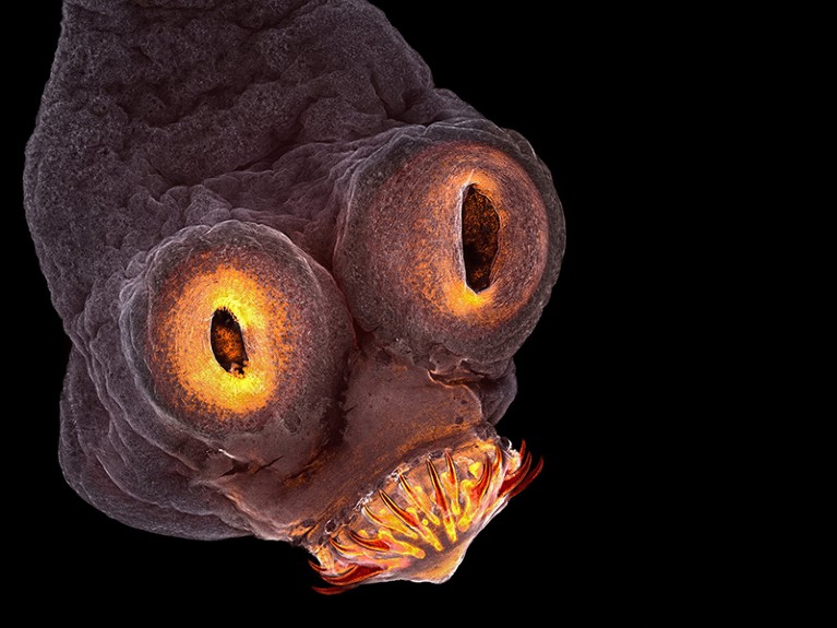 A Taenia solium (tapeworm) everted scolex seen at magnification 200x.