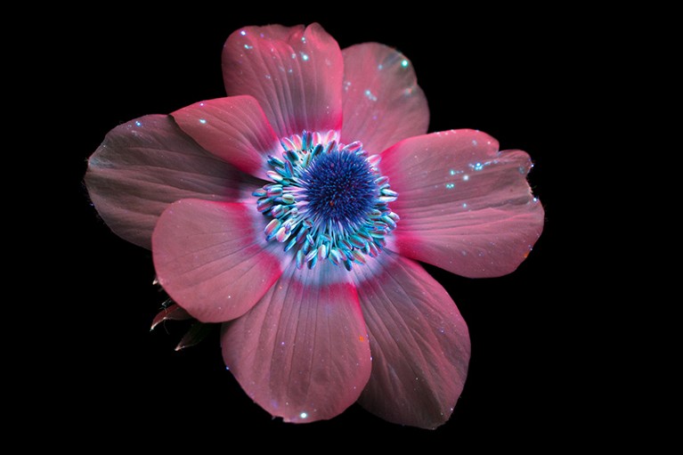 An anemone flower