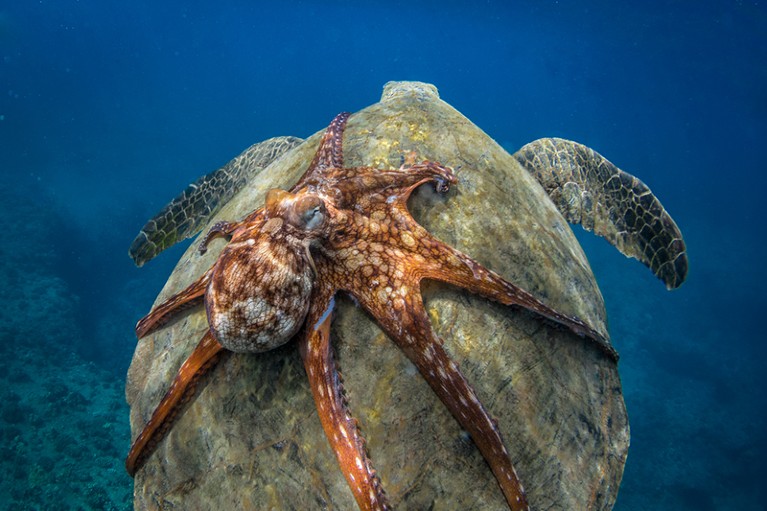 An octopus rides a turtle in Hawaii.