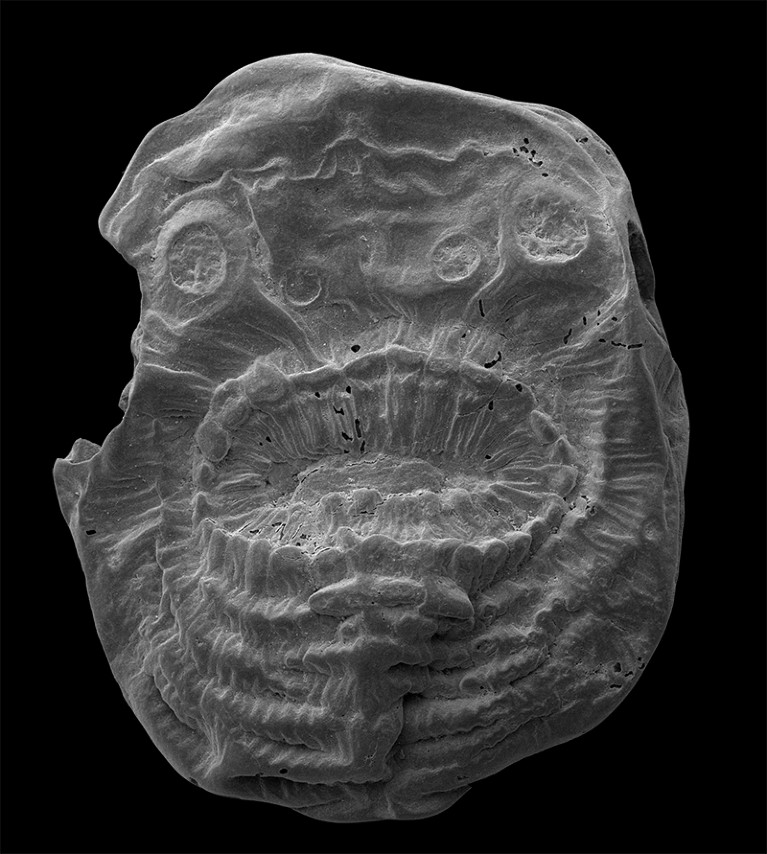 SEM image of Saccorhytus coronarius fossil