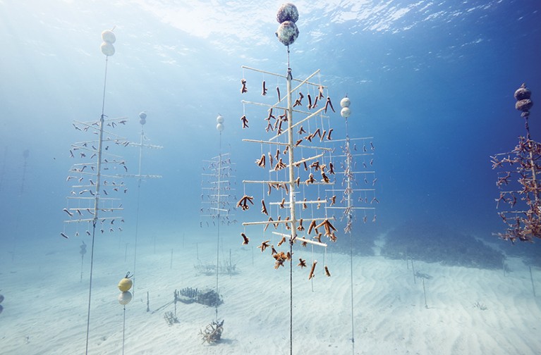 Ocean-nursery-raised corals