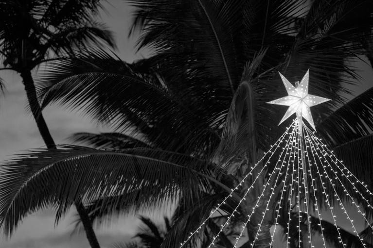 A Christmas star surrounded by palm trees