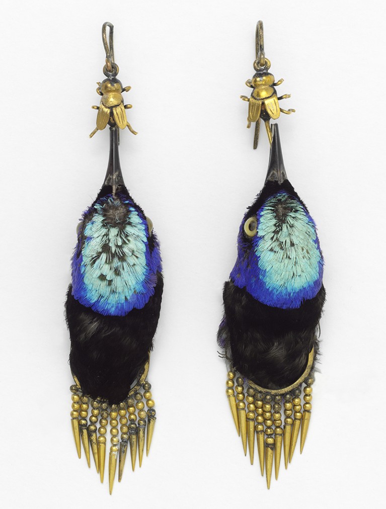 Earrings made from bird heads, 1875.