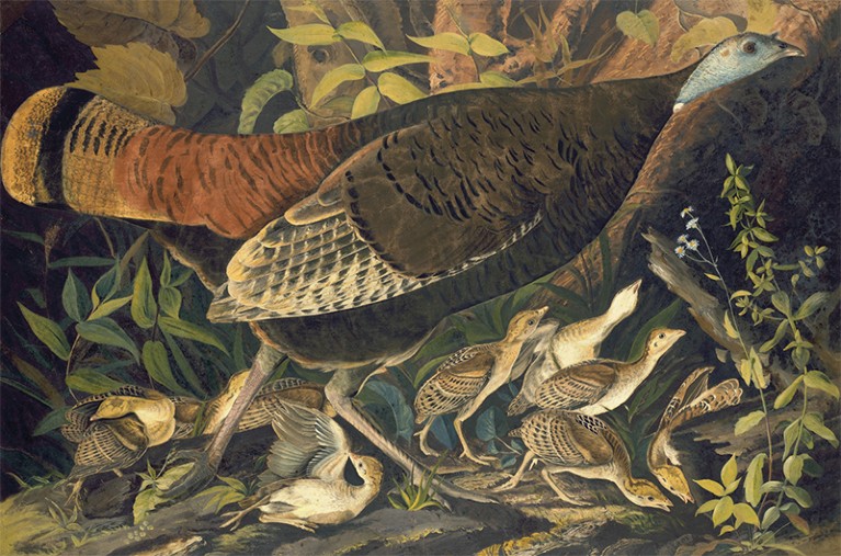 Wild turkey illustration.