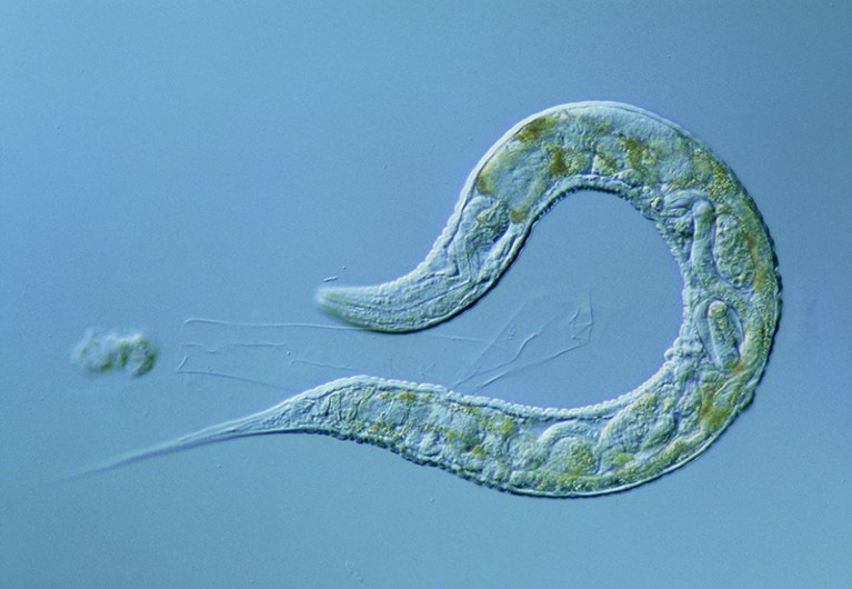 Closeup of C. elegans worm